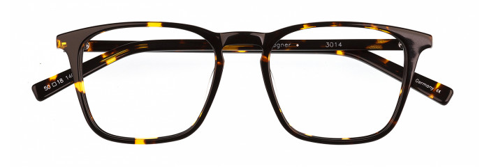 Spotted Yellow Tortoise