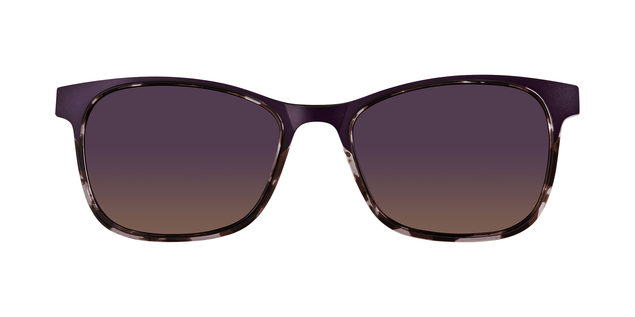 PURPLE TORTOISE