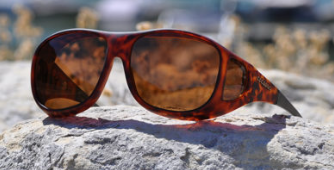 Tortoise / Amber
